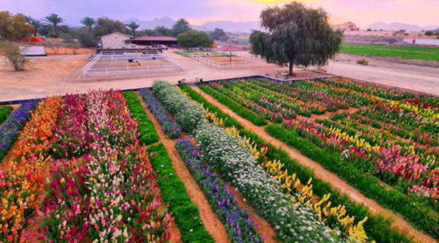 Fujairah - Uae Flower Farm - pic